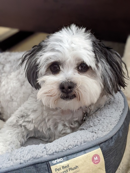 Entry image for Penny. Clicking this image will show a larger photo