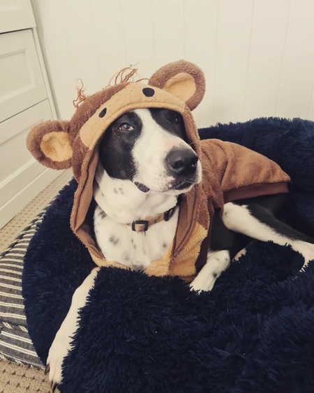 Entry image for Beau. Clicking this image will show a larger photo