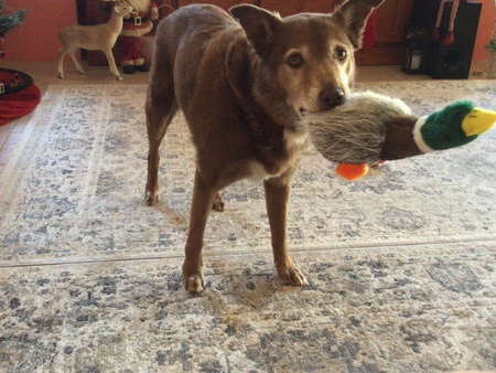 Entry image for Red. Clicking this image will show a larger photo