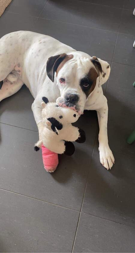 Entry image for Buddy. Clicking this image will show a larger photo