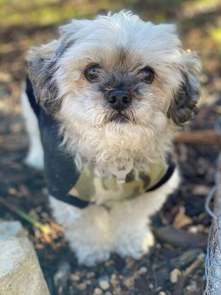 Entry image for Toby. Clicking this image will show a larger photo