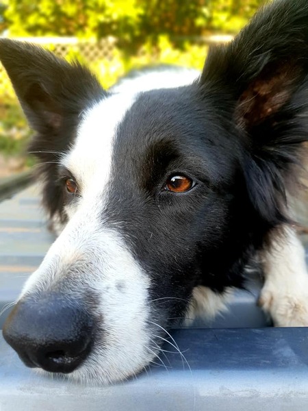 Entry image for Cleo. Clicking this image will show a larger photo