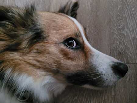 Entry image for Zara. Clicking this image will show a larger photo