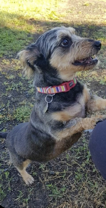 Entry image for Noddy . Clicking this image will show a larger photo