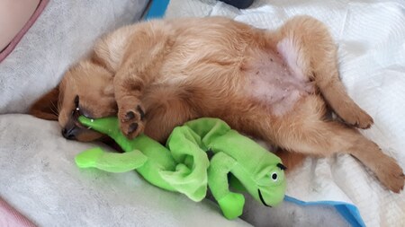 Entry image for Koko puff. Clicking this image will show a larger photo