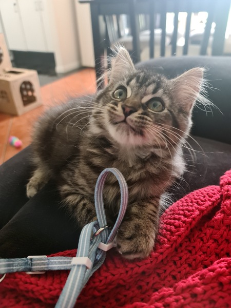 Entry image for Nizmo. Clicking this image will show a larger photo