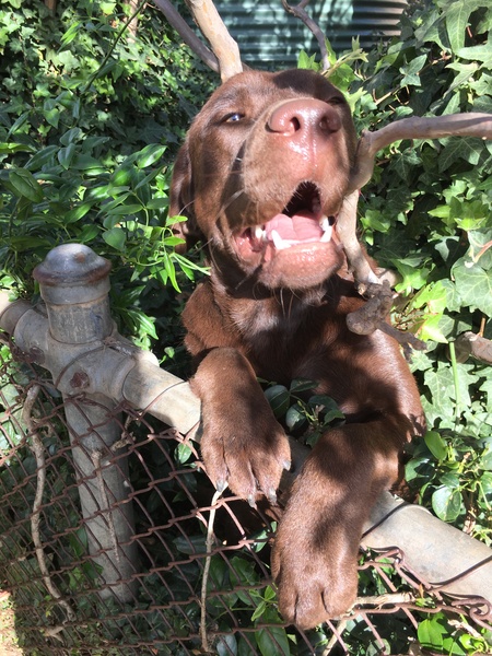 Entry image for Sadie. Clicking this image will show a larger photo