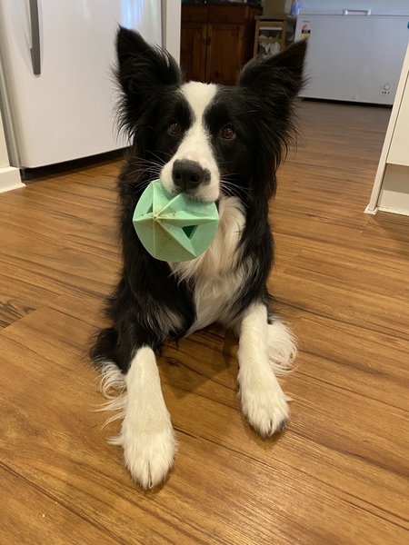 Entry image for Molly. Clicking this image will show a larger photo