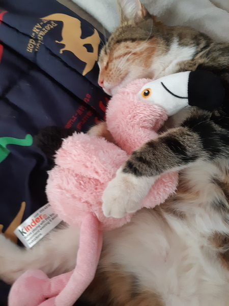 Entry image for Mystic. Clicking this image will show a larger photo