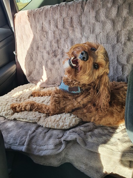 Entry image for Brodie. Clicking this image will show a larger photo