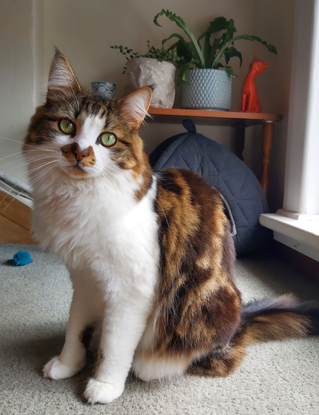 Entry image for Mr Snuffles. Clicking this image will show a larger photo