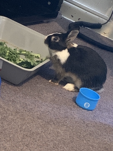 Entry image for Sprunzel . Clicking this image will show a larger photo