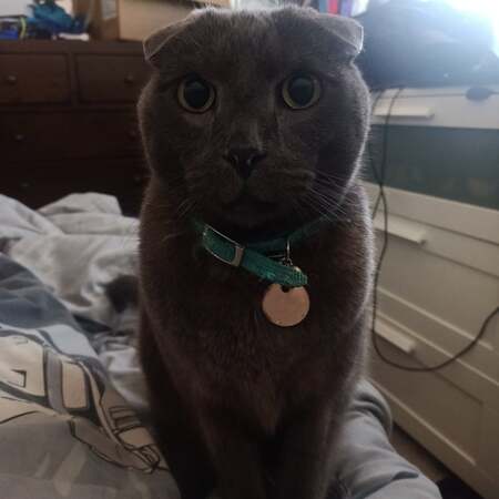 Entry image for Mak. Clicking this image will show a larger photo