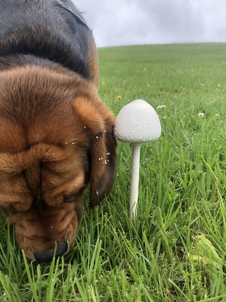 Entry image for Bagel . Clicking this image will show a larger photo