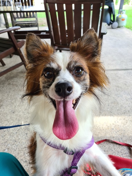 Entry image for Buddy. Clicking this image will show a larger photo