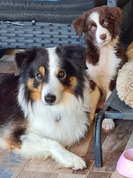 Entry image for Anzac and Akela. Clicking this image will show a larger photo