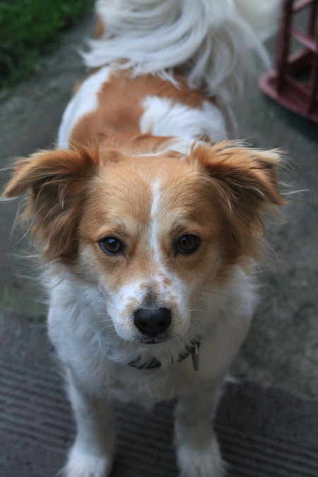 Entry image for Sam. Clicking this image will show a larger photo