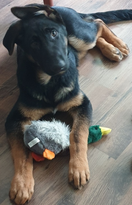 Entry image for Riley . Clicking this image will show a larger photo