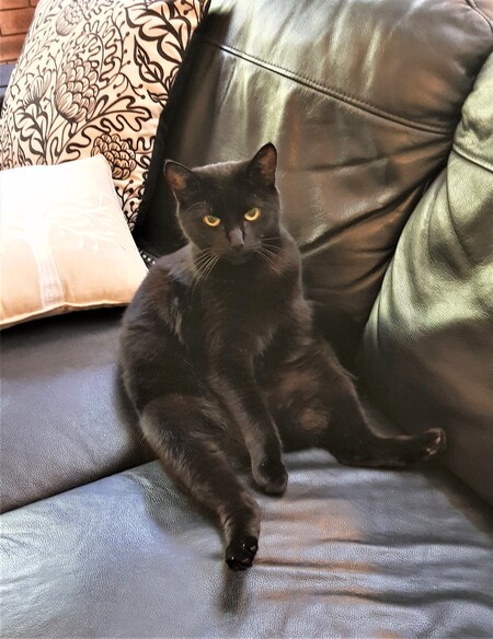 Entry image for Princess Pepsi. Clicking this image will show a larger photo