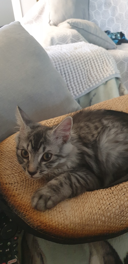 Entry image for Bondi Beach . Clicking this image will show a larger photo