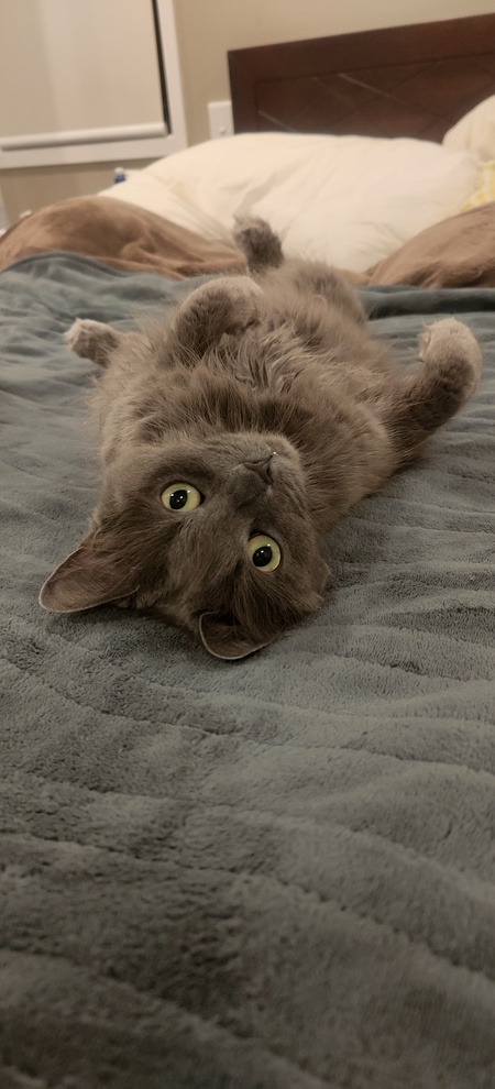 Entry image for Cheeky ChiChi. Clicking this image will show a larger photo