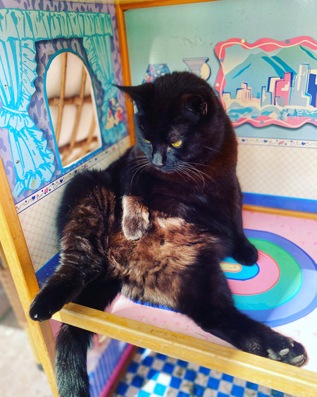 Entry image for Lutty . Clicking this image will show a larger photo