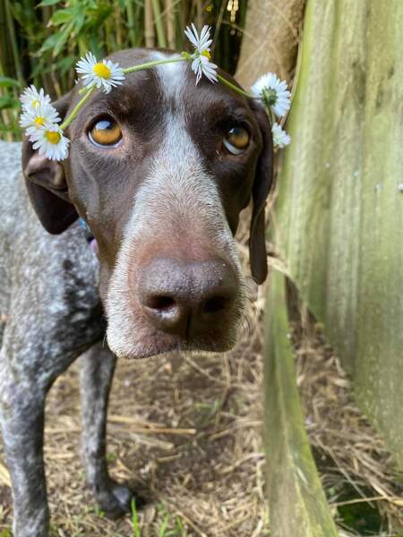 Entry image for Willow. Clicking this image will show a larger photo