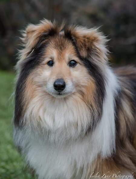 Entry image for Sparky . Clicking this image will show a larger photo