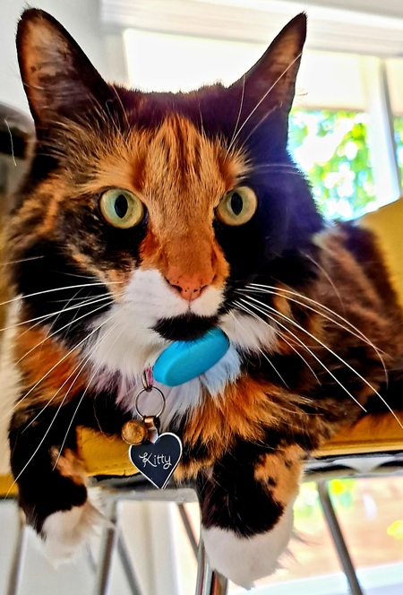 Entry image for Fox . Clicking this image will show a larger photo