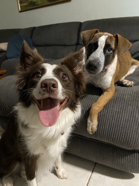 Entry image for Bailey . Clicking this image will show a larger photo