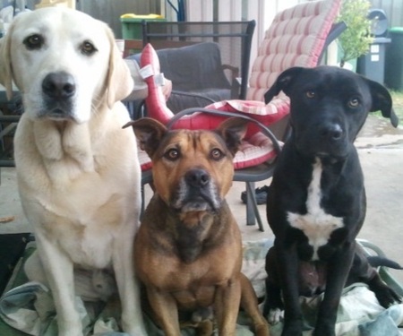 Entry image for Trevor, Chops & Pipi. Clicking this image will show a larger photo