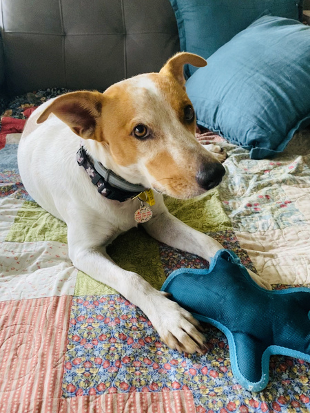 Entry image for Milly. Clicking this image will show a larger photo