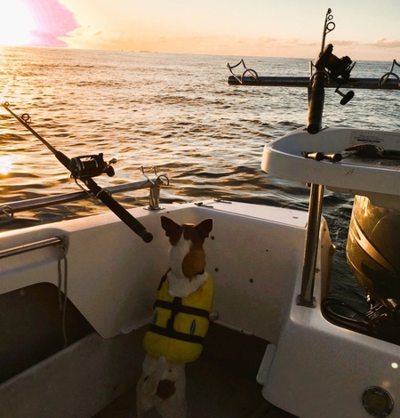 Entry image for Bomber. Clicking this image will show a larger photo