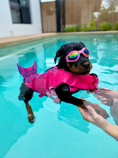 Entry image for Cookie. Clicking this image will show a larger photo