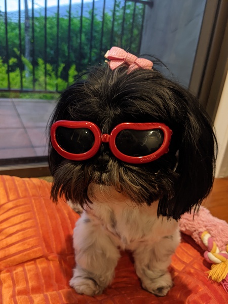 Entry image for Princess Abby. Clicking this image will show a larger photo