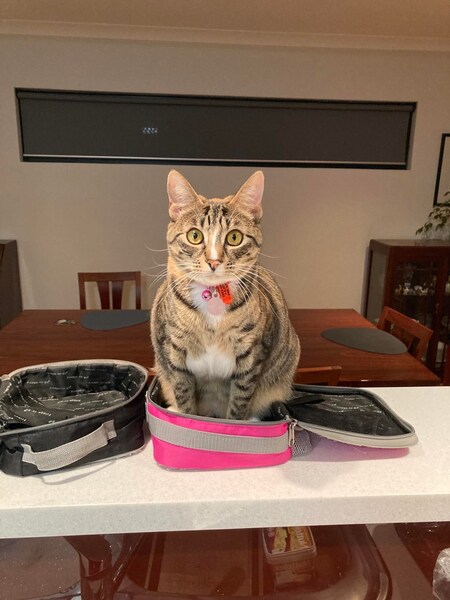 Entry image for Hazel. Clicking this image will show a larger photo