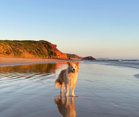 Entry image for Piper. Clicking this image will show a larger photo