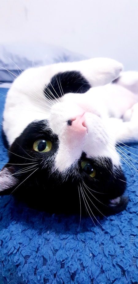 Entry image for Bailey Oreo. Clicking this image will show a larger photo