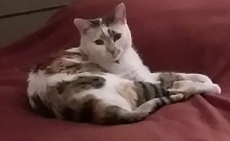 Entry image for Maggie May. Clicking this image will show a larger photo