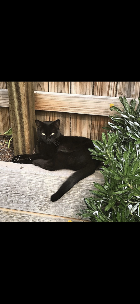 Entry image for Priya. Clicking this image will show a larger photo