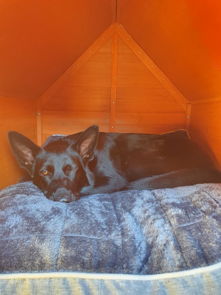 Entry image for Gemma. Clicking this image will show a larger photo