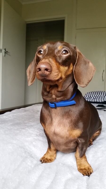 Entry image for Milo. Clicking this image will show a larger photo