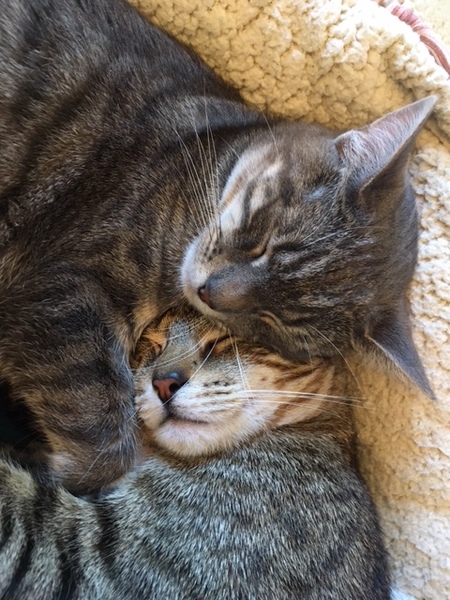 Entry image for Bella and Tiger Tom. Clicking this image will show a larger photo