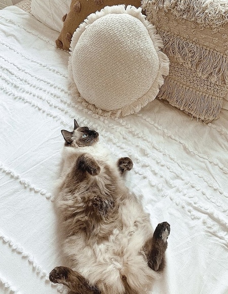 Entry image for Lila. Clicking this image will show a larger photo