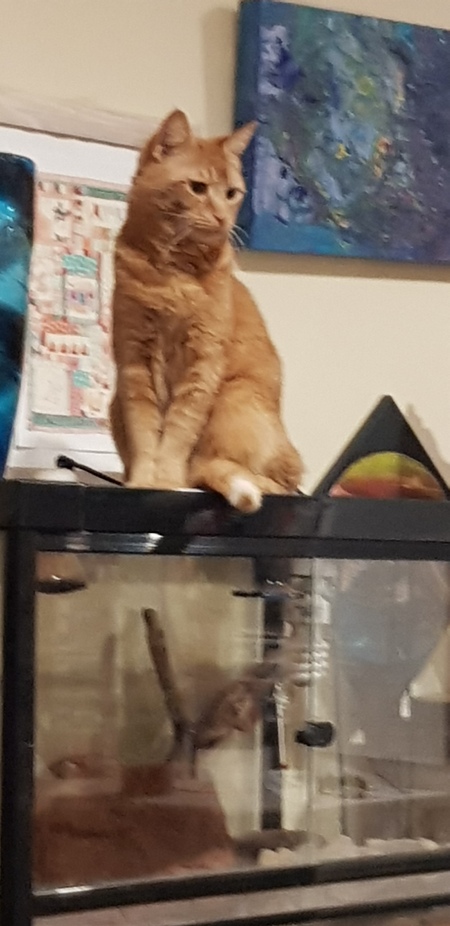 Entry image for Rama. Clicking this image will show a larger photo