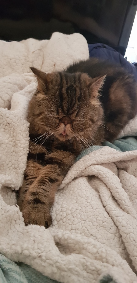 Entry image for CC . Clicking this image will show a larger photo