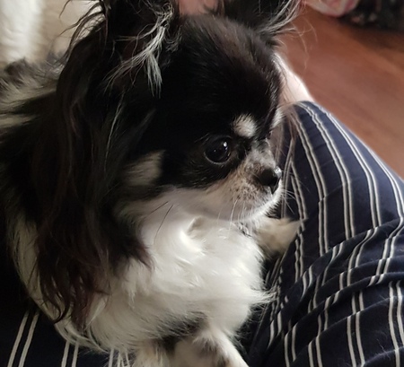 Entry image for Dee Dee . Clicking this image will show a larger photo