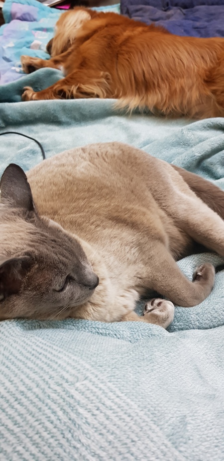 Entry image for Lucy. Clicking this image will show a larger photo