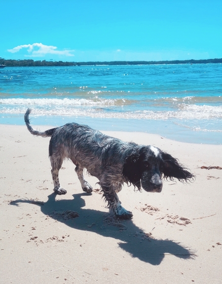 Entry image for Oreo. Clicking this image will show a larger photo