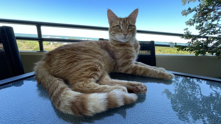 Entry image for Tiger. Clicking this image will show a larger photo